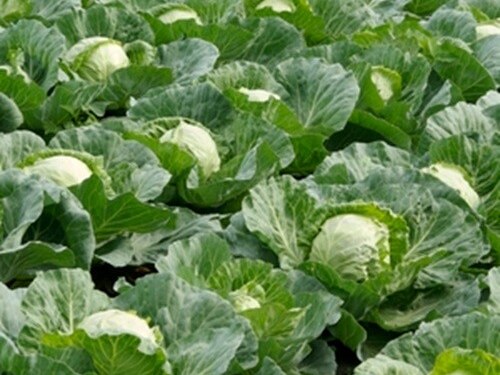 Une agriculture à fort potentiel