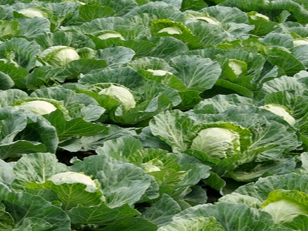 Un territoire profondément agricole