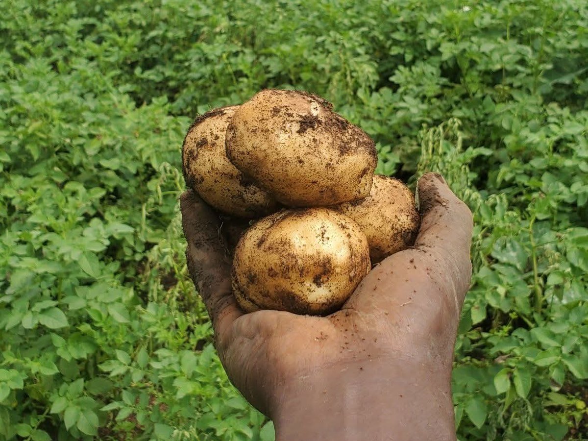 Une terre agricole (1/2)
