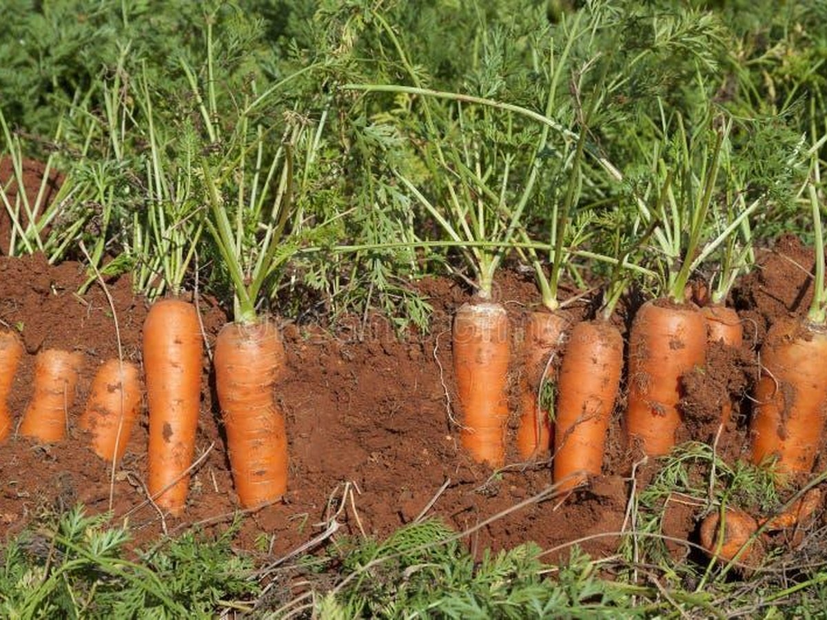 Une terre agricole (2/2)