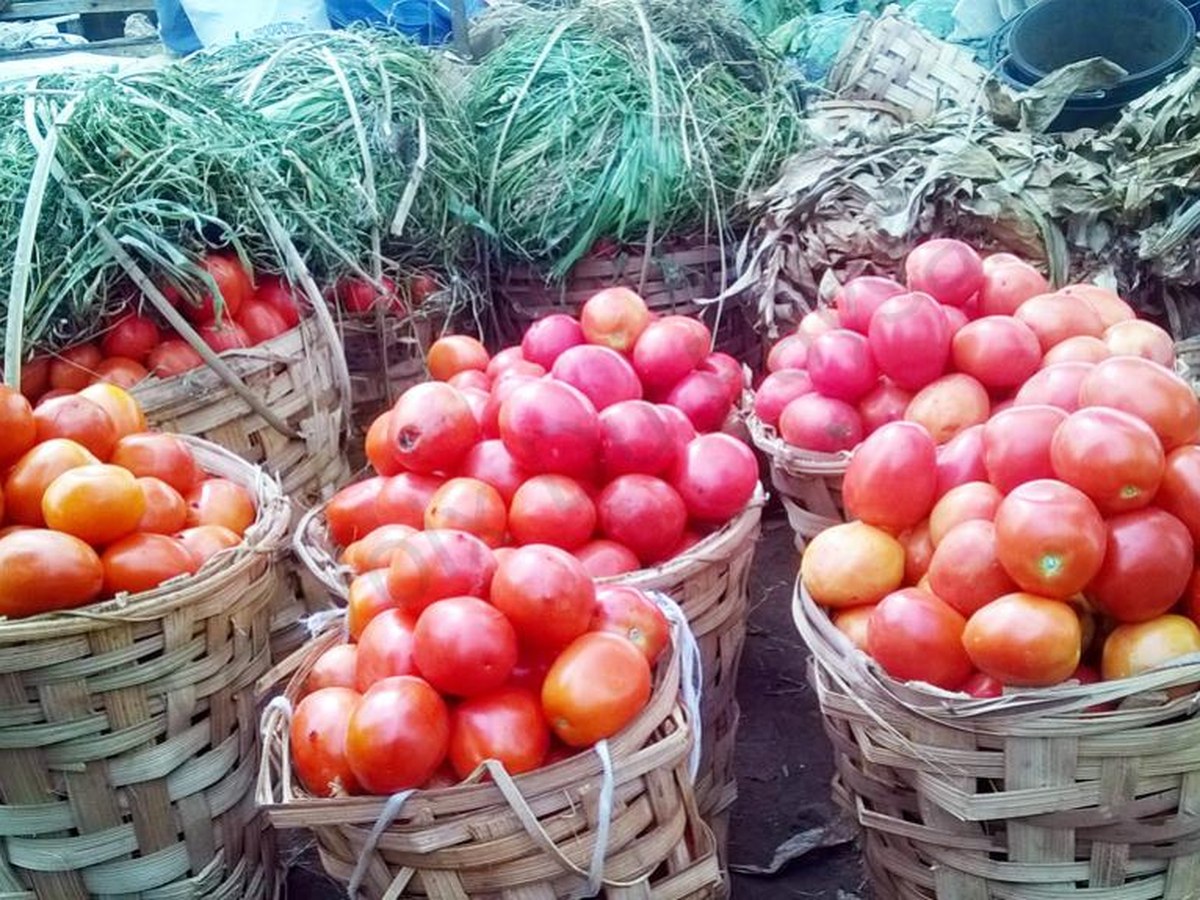 Une terre agricole (1/2)