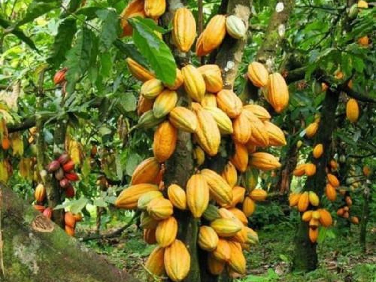 Une terre agricole (1/2)